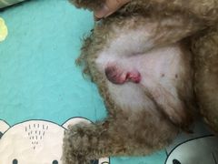 -菲尔斯特宠物医院