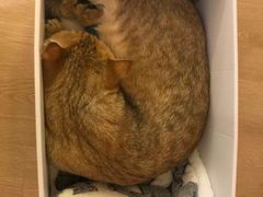 -猫腻·猫咖·撸猫馆(星光大道店)