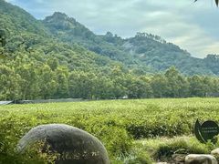 -中国茶叶博物馆(双峰馆区)