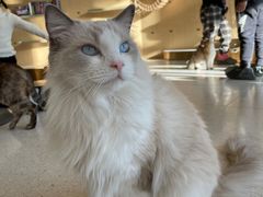 -飞行喵MR PILOT|猫舍·猫咖(静安大融城店)
