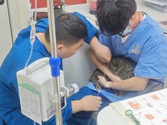 -御宝贝24h宠物医院·转诊中心·CT核磁血透中心(厦门总院)
