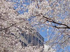 -西武百货(涩谷店)