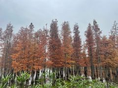 -白鹭湾湿地公园