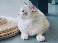 -飞行喵MR PILOT|猫舍·猫咖(静安大融城店)
