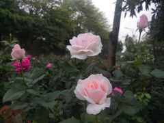 -深圳湾公园(南山区)
