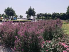 -东疆建设开发纪念公园
