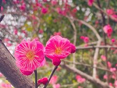 -杭州半山国家森林公园