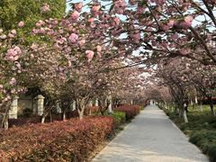 -高东镇樱花园