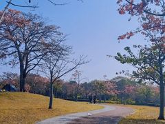 -风云岭森林公园