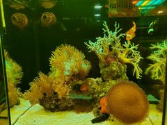-本溪路花鸟市场(江浦路1709弄小区店)