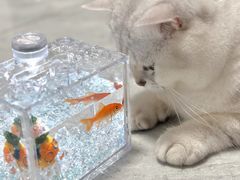-创凡宠物医院·骨专科  猫科中心(西乡分院)