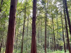 -日照海滨国家森林公园