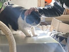 -海边的猫和咖啡馆