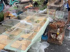 -中环花鸟鱼虫市场