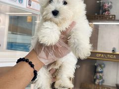 -翊宠yipet猫狗购宠庄园犬舍•猫舍