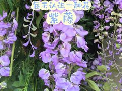 -和平公园