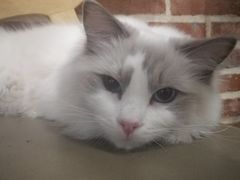 -猫咪咖啡·猫咖(万达广场店)