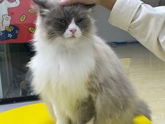 -松果猫咖(桐乡吾悦金街店)