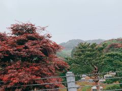 -四明山国家森林公园
