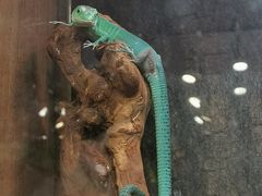 -酷以爬仙阁实体爬宠店·守宫·蜥蜴·专业繁育