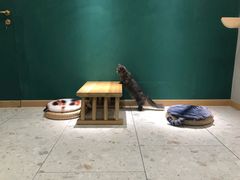 -飞行喵MR PILOT|猫舍·猫咖(静安大融城店)