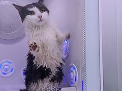 -爱洗澡的猫(天河路店)