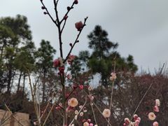 -香雪海