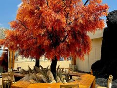 -Blue Concept Cafe&Farm·關於藍