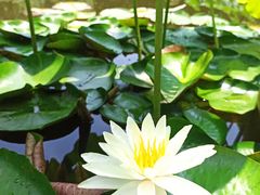 -陈家山荷花公园
