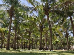 -三亚海棠湾喜来登度假酒店大堂吧