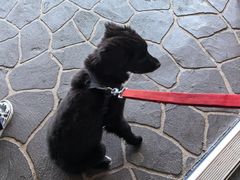 -Dooley's Premium Ice Cream