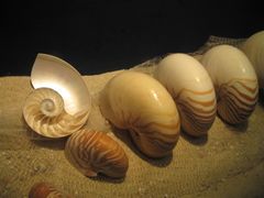 -亚龙湾中心广场·贝壳馆