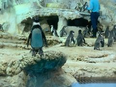 -帝企鹅自助餐厅•儿童岛•真企鹅(长隆企鹅酒店)