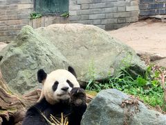 -都江堰中华大熊猫苑