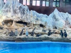 -帝企鹅自助餐厅•儿童岛•真企鹅(长隆企鹅酒店)