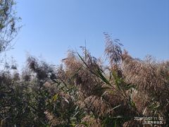-绿堤公园