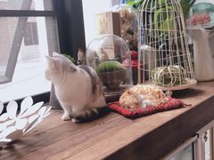 -吉丁鸟咖·异宠·寄养