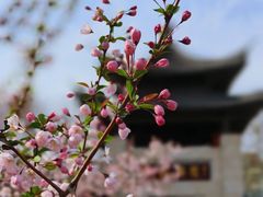 -莫愁湖公园