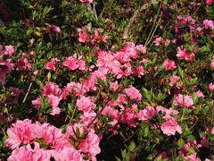 -梧桐山风景名胜区