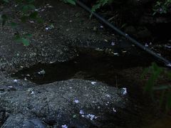 -大奇山国家森林公园