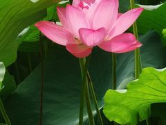 -莲池书院博物馆