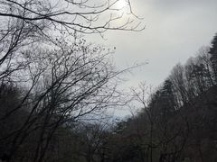 -王顺山国家森林公园