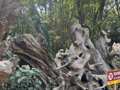 -云南勐巴娜西珍奇园