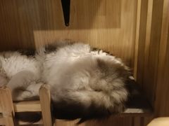 -Mr.Fox狐狸先生超级密室(南山店)