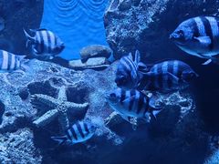 -海合安成都极地海洋公园