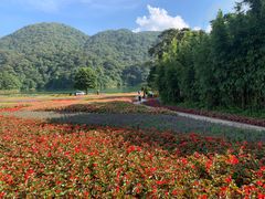 -广州市石门国家森林公园