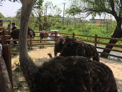 -苏州太湖西山岛开心农场