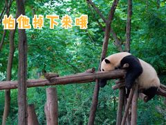 -成都大熊猫繁育研究基地