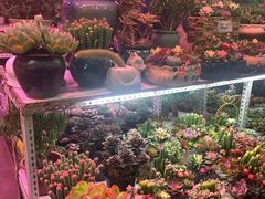 -花鸟鱼虫鲜花绿植市场(玉泉路店)