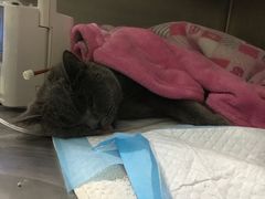 -美联众合动物医院·24h转诊中心